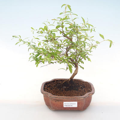 Pokojová bonsai-PUNICA granatum nana-Granátové jablko PB220476 - 1