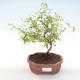 Pokojová bonsai-PUNICA granatum nana-Granátové jablko PB220476 - 1/3