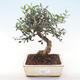 Pokojová bonsai - Olea europaea sylvestris -Oliva evropská drobnolistá PB220479 - 1/5