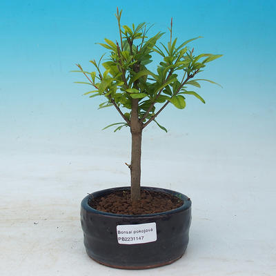 Pokojová bonsai-PUNICA granatum nana-Granátové jablko - 1