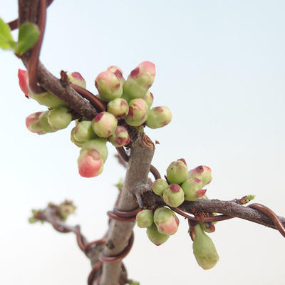 Venkovní bonsai - Chaenomeles spec. Rubra - Kdoulovec VB2020-147 - 1