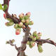 Venkovní bonsai - Chaenomeles spec. Rubra - Kdoulovec VB2020-147 - 1/3