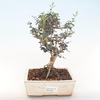 Pokojová bonsai - Olea europaea sylvestris -Oliva evropská drobnolistá PB220486 - 1
