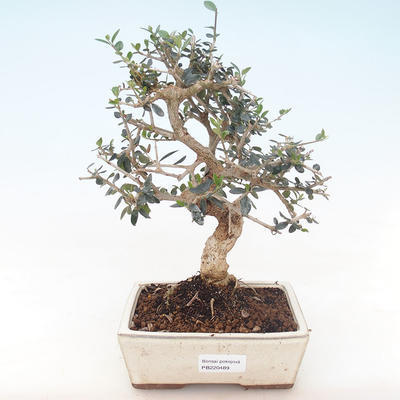 Pokojová bonsai - Olea europaea sylvestris -Oliva evropská drobnolistá PB220489 - 1
