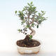 Pokojová bonsai - Olea europaea sylvestris -Oliva evropská drobnolistá PB220493 - 1/5