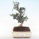 Pokojová bonsai - Olea europaea sylvestris -Oliva evropská drobnolistá PB220497 - 1/5