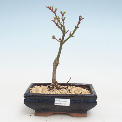Venkovní bonsai - Acer palmatum SHISHIGASHIRA- Javor malolistý VB2020-249 - 1