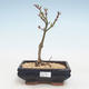Venkovní bonsai - Acer palmatum SHISHIGASHIRA- Javor malolistý VB2020-249 - 1/3