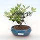 Pokojová bonsai - Metrosideros excelsa - Železnatec ztepilý PB220503 - 1/3