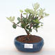 Pokojová bonsai - Metrosideros excelsa - Železnatec ztepilý PB220504 - 1/3