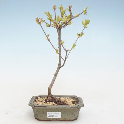 Venkovní bonsai - Acer ginala - Javor ohnivý VB2020-250