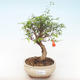 Pokojová bonsai-PUNICA granatum nana-Granátové jablko PB220511 - 1/3