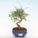 Pokojová bonsai-PUNICA granatum nana-Granátové jablko PB220512 - 1/3