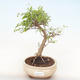 Pokojová bonsai-PUNICA granatum nana-Granátové jablko PB220514 - 1/3