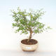 Pokojová bonsai-PUNICA granatum nana-Granátové jablko PB220515 - 1/3