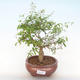 Pokojová bonsai-PUNICA granatum nana-Granátové jablko PB220516 - 1/3