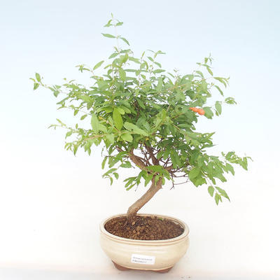 Pokojová bonsai-PUNICA granatum nana-Granátové jablko PB220517 - 1