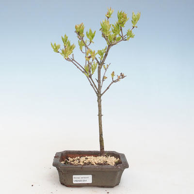 Venkovní bonsai - Acer ginala - Javor ohnivý VB2020-254