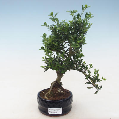 Pokojová bonsai - Ilex crenata - Cesmína PB220552 - 1