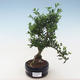Pokojová bonsai - Ilex crenata - Cesmína PB220552 - 1/2