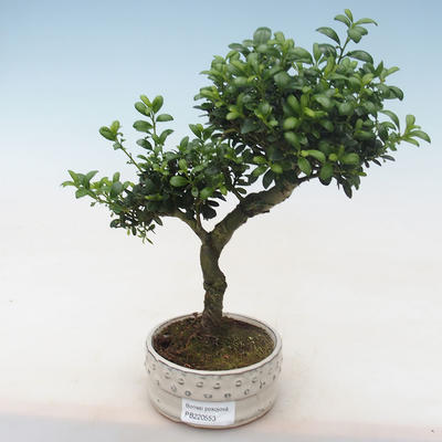 Pokojová bonsai - Ilex crenata - Cesmína PB220553 - 1