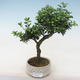 Pokojová bonsai - Ilex crenata - Cesmína PB220553 - 1/2
