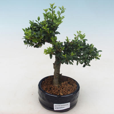 Pokojová bonsai - Ilex crenata - Cesmína PB220554 - 1