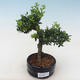 Pokojová bonsai - Ilex crenata - Cesmína PB220554 - 1/2