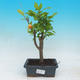 Pokojová bonsai-PUNICA granatum nana-Granátové jablko - 1/3