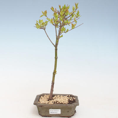 Venkovní bonsai - Acer ginala - Javor ohnivý VB2020-257