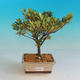 Venkovní bonsai - Rhododendron sp. - Azalka růžová - 1/2