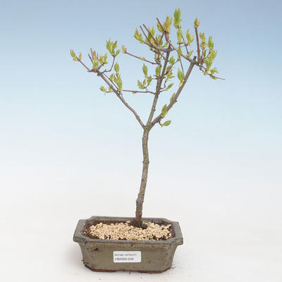 Venkovní bonsai - Acer ginala - Javor ohnivý VB2020-258