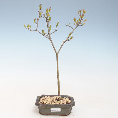 Venkovní bonsai - Acer ginala - Javor ohnivý VB2020-259