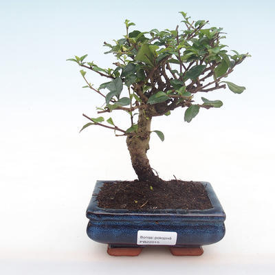 Pokojová bonsai - Carmona macrophylla - Čaj fuki PB22015 - 1