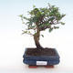 Pokojová bonsai - Carmona macrophylla - Čaj fuki PB22015 - 1/5