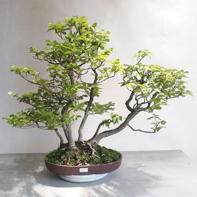 Venkovní bonsai - Fagus sylvatica - Buk lesní - 1