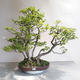 Venkovní bonsai - Fagus sylvatica - Buk lesní - 1/5