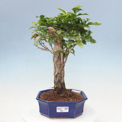 Pokojová bonsai - Bouganwilea - 1