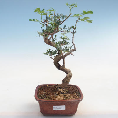 Pokojová bonsai-Pistácie PB220609 - 1