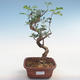 Pokojová bonsai-Pistácie PB220609 - 1/3
