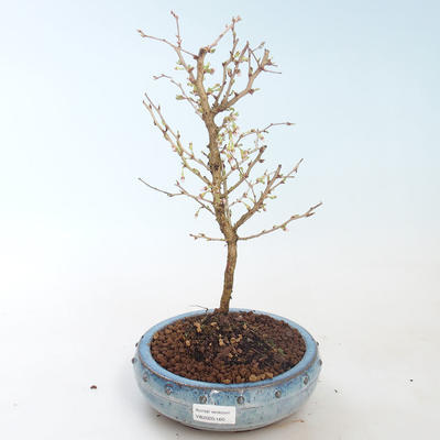 Venkovní bonsai - Prunus in Kojonno mai-Slivio - Slivoň VB2020-160 - 1