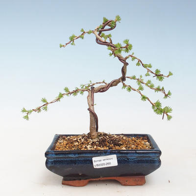 Venkovní bonsai -Larix decidua - Modřín opadavý VB2020-260