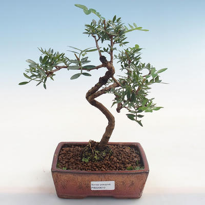 Pokojová bonsai-Pistácie PB220610 - 1