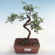 Pokojová bonsai-Pistácie PB220610 - 1/3
