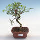 Pokojová bonsai-Pistácie PB220612 - 1/3