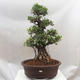 Pokojová bonsai - Ficus retusa -  malolistý fíkus - 1/4