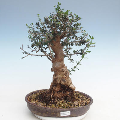 Pokojová bonsai - Olea europaea sylvestris -Oliva evropská drobnolistá PB220627 - 1