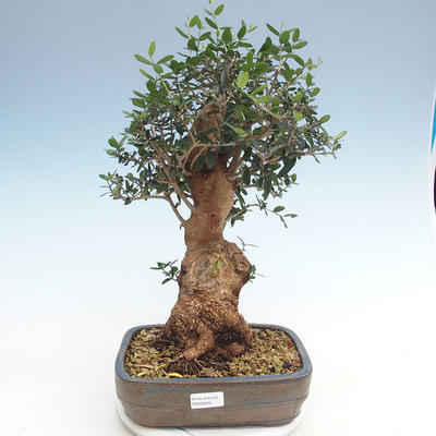 Pokojová bonsai - Olea europaea sylvestris -Oliva evropská drobnolistá PB220629 - 1