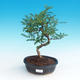 Pokojová bonsai - Zantoxylum piperitum - Pepřovník - 1/4