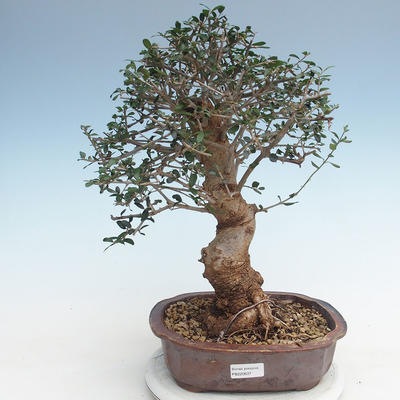 Pokojová bonsai - Olea europaea sylvestris -Oliva evropská drobnolistá PB220637 - 1
